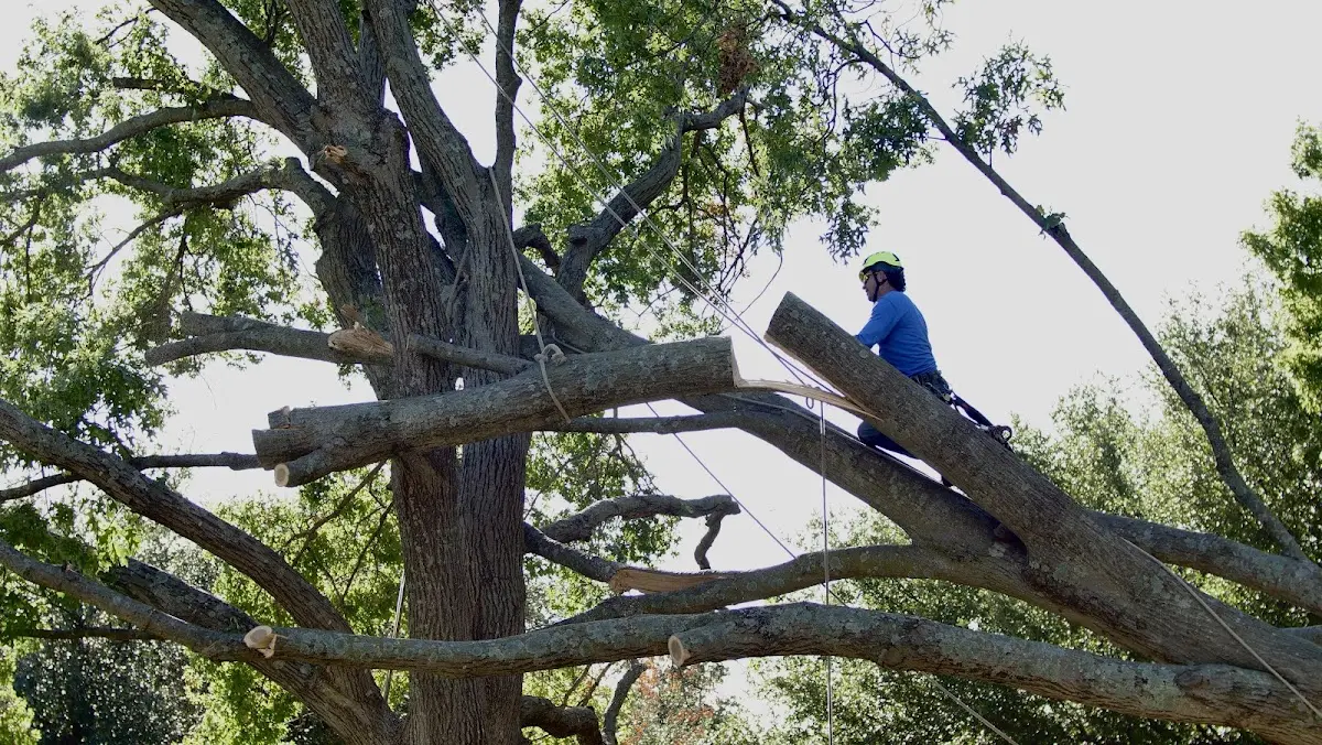 Professional Crown Thinning performed by certified arborists in Tubac