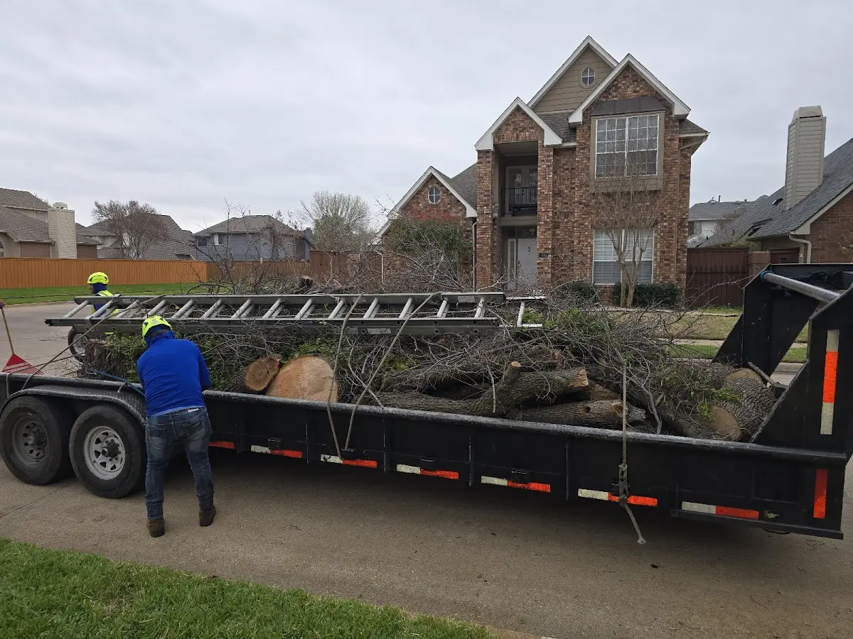 Expert Tree Pest Control with proper safety equipment in Tubac
